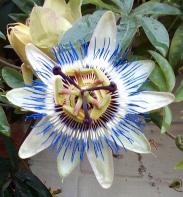 passionflower.real